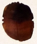 Cornalina - Carnelian Cornalina - Carnelian