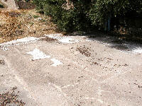 Morgantina, mosaici nella zona romana lasciati all'aperto e ricoperti dai frutti dell'ulivo per essere macchiati e aggrediti.
