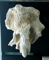 Thalia rapita da un'aquila