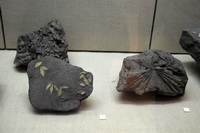 foglie di olivo fossilizzate